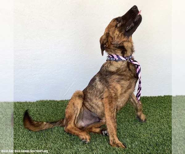 Medium Photo #3 Holland Shepherd-Unknown Mix Puppy For Sale in San Diego, CA, USA
