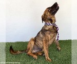 Small #2 Holland Shepherd Mix