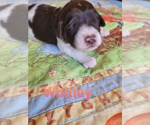 Labradoodle Puppy for sale in ALTON, MO, USA