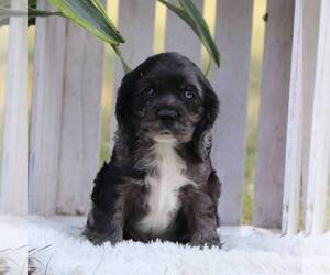 Cocker Spaniel Puppy for sale in HERSHEY, PA, USA
