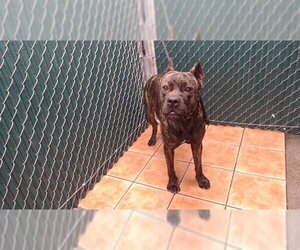 Mutt Dogs for adoption in Downey, CA, USA
