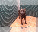 BRENDA - Female Mutt Dog for Adoption - Small photo