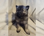 Small Photo #7 Keeshond Puppy For Sale in BLAIRSBURG, IA, USA
