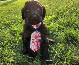 Goldendoodle Puppy for sale in LAWRENCEBURG, KY, USA
