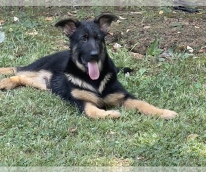 German Shepherd Dog Puppy for sale in KENNESAW, GA, USA