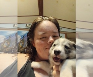 Mutt-Sibercaan Mix Puppy for sale in WILMINGTON, NC, USA