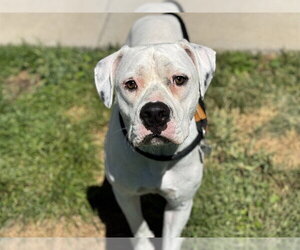Bulloxer Dogs for adoption in Pueblo, CO, USA