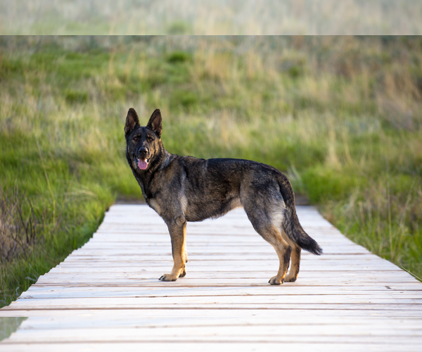 Medium Photo #5 German Shepherd Dog Puppy For Sale in CHEYENNE, WY, USA