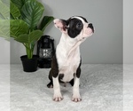 Small Photo #6 Boston Terrier Puppy For Sale in FRANKLIN, IN, USA
