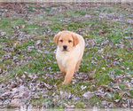 Small #7 Labrador Retriever