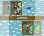 Puppy Batman Basset Hound
