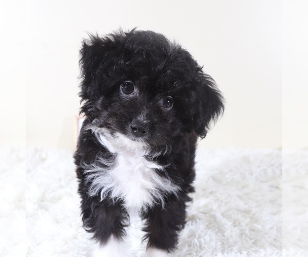 Medium Photo #4 Aussiedoodle Toy Puppy For Sale in MOUNT VERNON, OH, USA