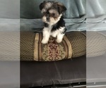 Small Photo #6 Shorkie Tzu Puppy For Sale in CANTON, TX, USA
