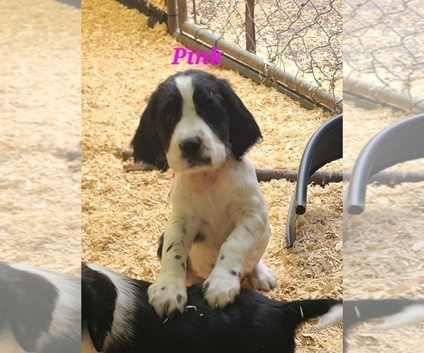 Medium Photo #9 English Springer Spaniel Puppy For Sale in PENDLETON, OR, USA