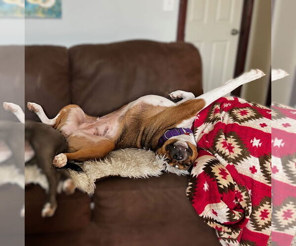 Medium Photo #17 American Pit Bull Terrier-Unknown Mix Puppy For Sale in Fargo, ND, USA