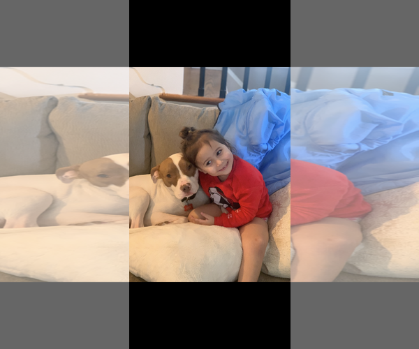 Medium Photo #2 Mutt Puppy For Sale in COLUMBIA, MD, USA