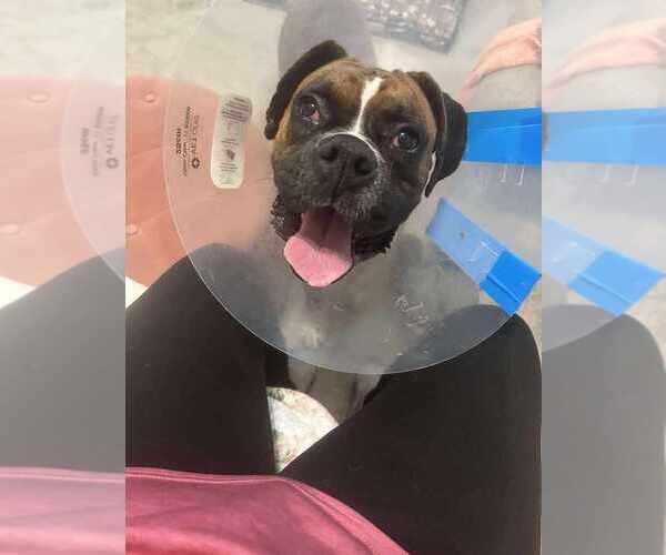 Medium Photo #2 Boxer Puppy For Sale in Austin, TX, USA