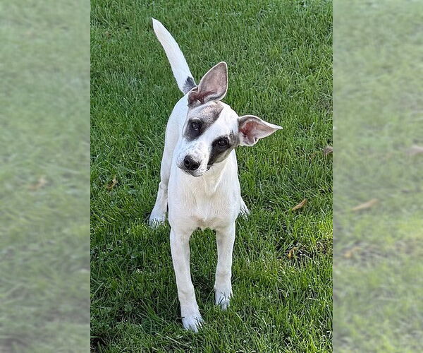 Medium Photo #2 Unknown-Whippet Mix Puppy For Sale in Genesee, WI, USA