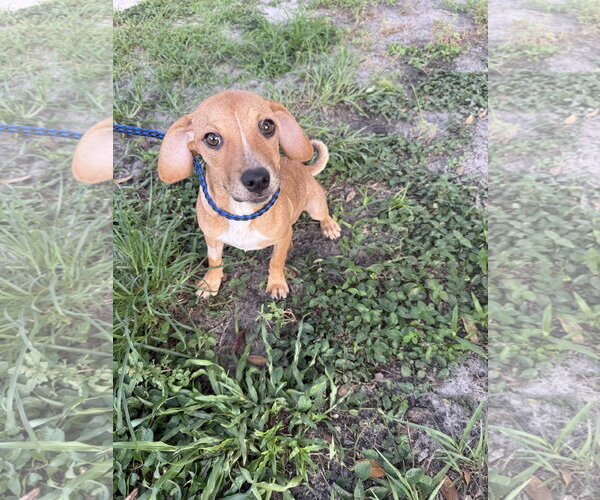 Medium Photo #5 Black Mouth Cur-Unknown Mix Puppy For Sale in Sanford, FL, USA