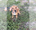 Small #4 Black Mouth Cur Mix