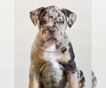 Image preview for Ad Listing. Nickname: Lucia