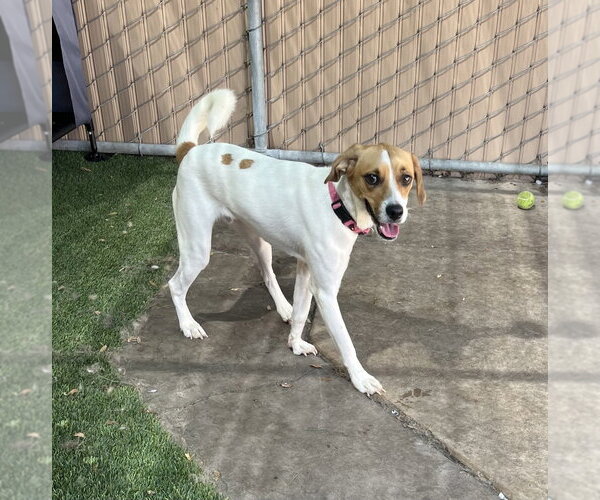 Medium Photo #5 Beagle-Unknown Mix Puppy For Sale in Las Vegas, NV, USA