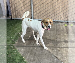Jacques - Male Beagle-Unknown Mix Dog for Adoption - Photo #5