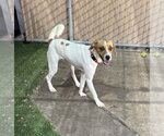 Small Photo #5 Beagle-Unknown Mix Puppy For Sale in Las Vegas, NV, USA