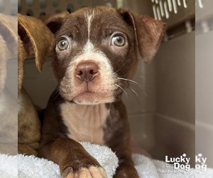 Gecko - Female Retriever -Unknown Mix Dog for Adoption - Photo #3