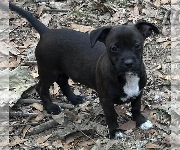 Medium Photo #4 Dachshund-Unknown Mix Puppy For Sale in Yardley, PA, USA