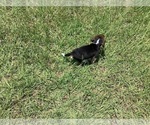 Small Photo #24 Beagle Puppy For Sale in COLDSPRING, TX, USA