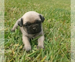 Pug Puppy for sale in HARTFORD, CT, USA