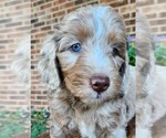 Small #3 Aussiedoodle