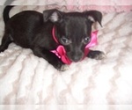 Small Photo #5 Chihuahua Puppy For Sale in JACKSON, MS, USA