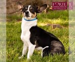 Small Photo #6 Rat Terrier-Toy Fox Terrier Mix Puppy For Sale in Marina del Rey, CA, USA