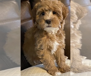 Cavapoo Puppy for Sale in GREER, South Carolina USA