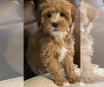 Small Photo #1 Cavapoo Puppy For Sale in GREER, SC, USA