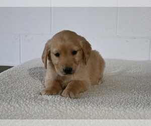 Golden Retriever Puppy for sale in MILLERSBURG, OH, USA