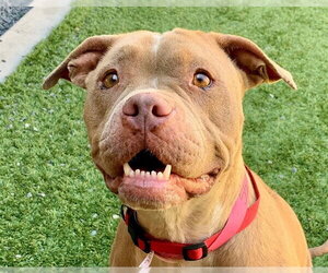 Mutt Dogs for adoption in Moreno Valley, CA, USA