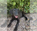 Small #2 Retriever  Mix