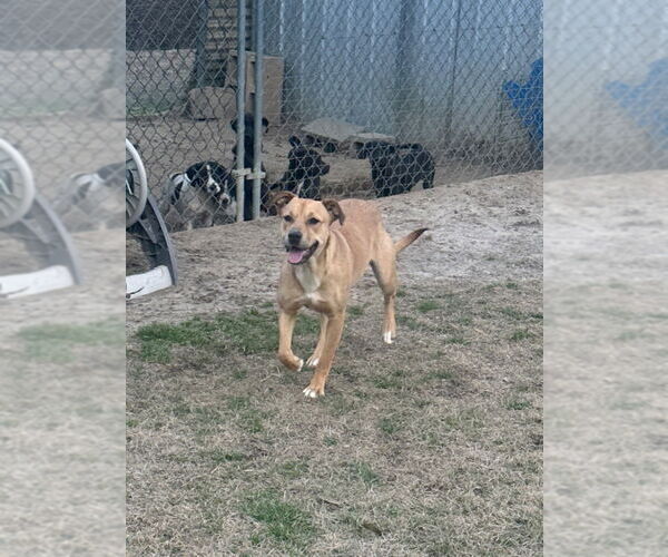 Medium Photo #1 Mutt Puppy For Sale in Eastman, GA, USA