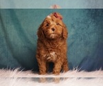 Puppy Mireina F1B Goldendoodle (Miniature)