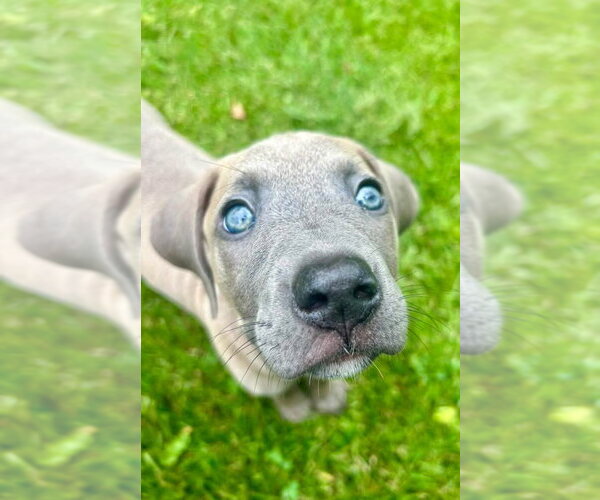 Medium Photo #3 American Staffordshire Terrier-Weimaraner Mix Puppy For Sale in Germantown, OH, USA