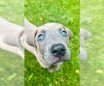 Small #2 American Staffordshire Terrier-Weimaraner Mix