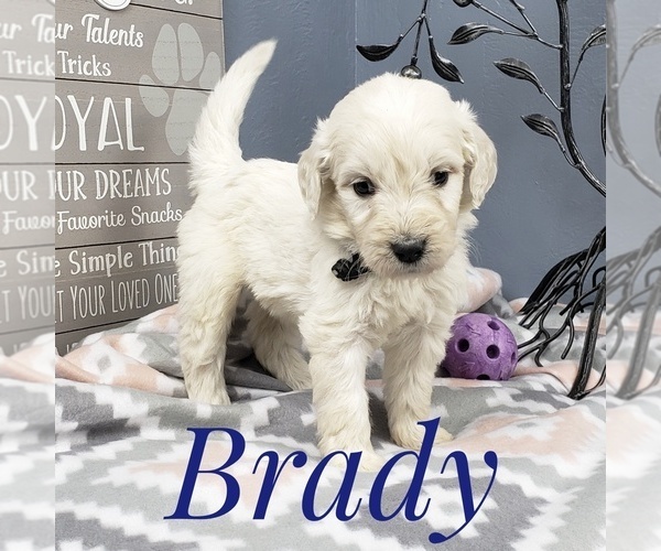 Medium Photo #13 Goldendoodle Puppy For Sale in CEDAR GAP, MO, USA