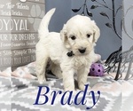 Small Photo #13 Goldendoodle Puppy For Sale in CEDAR GAP, MO, USA