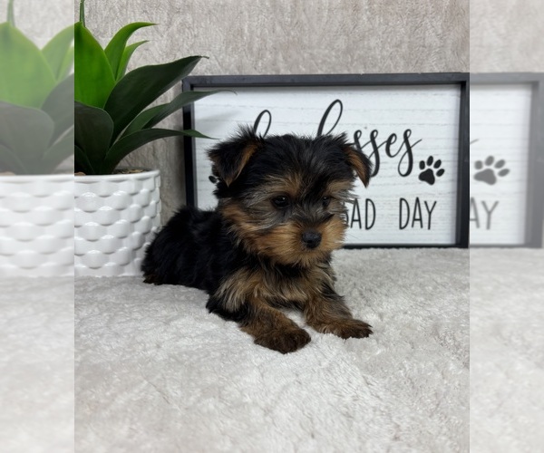 Medium Photo #3 Yorkshire Terrier Puppy For Sale in FRANKLIN, IN, USA