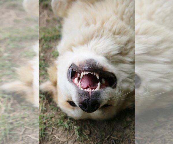 Medium Photo #6 Great Pyrenees Puppy For Sale in Dallas, TX, USA