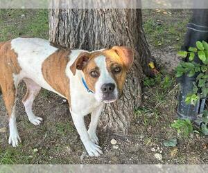 Plott Hound-Unknown Mix Dogs for adoption in Waco, TX, USA