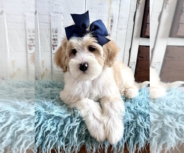 Medium Photo #5 Bernedoodle (Miniature) Puppy For Sale in LEWISVILLE, NC, USA
